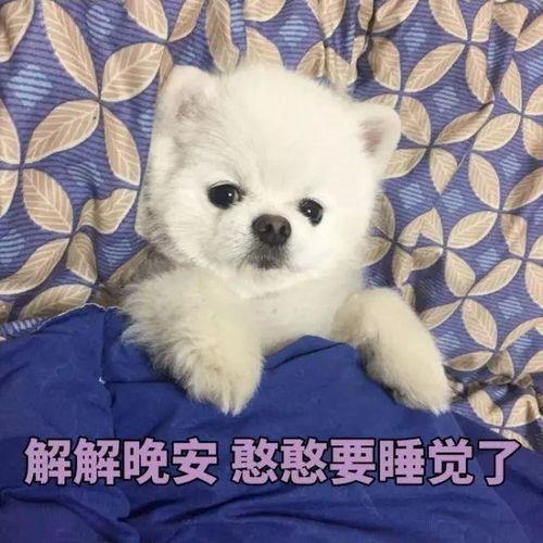 博美爆料新闻报道视频播放,揭秘视频播放背后的真相 第2张 博美爆料新闻报道视频播放,揭秘视频播放背后的真相 第2张